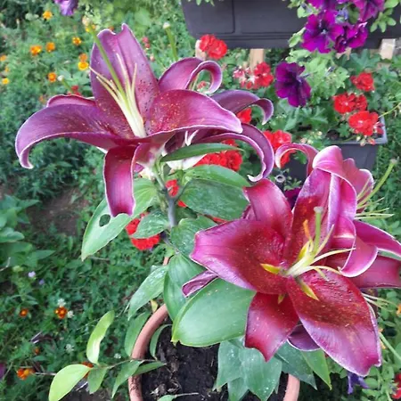 Kantarije * Sarajevo